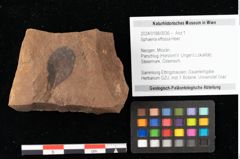 Foto (Objekt + Etikett) von Sphaeria effossa Heer (NHMW-GEO-2024-0188-0036)